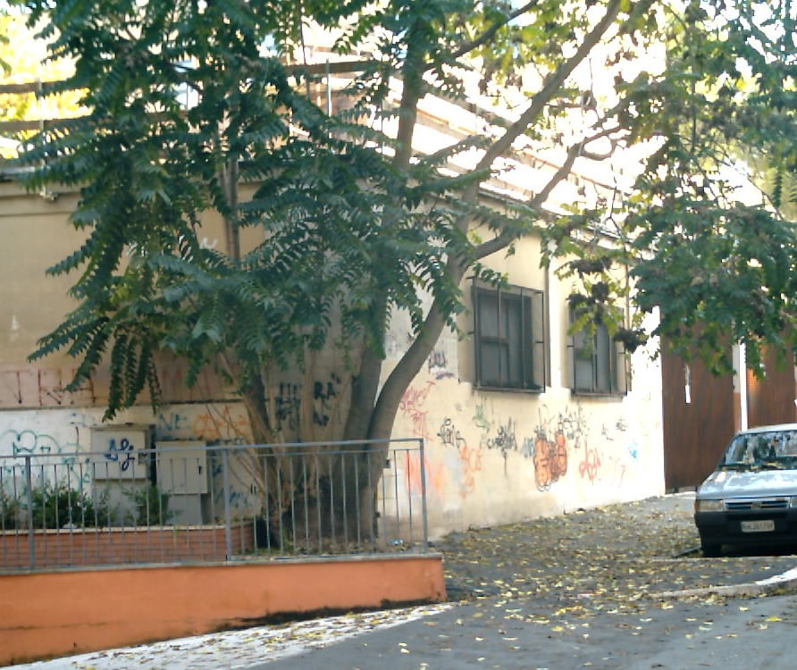 Ailanthus altissima / Ailanto (pianta coltivata)